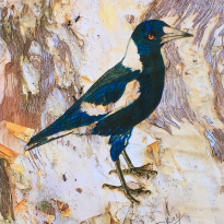 Paperbark Magpie
